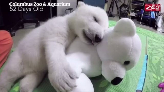 Un Ours Polaire Trop Mignon Qui Vient De Naitre Au Zoo De Colombus Video Dailymotion