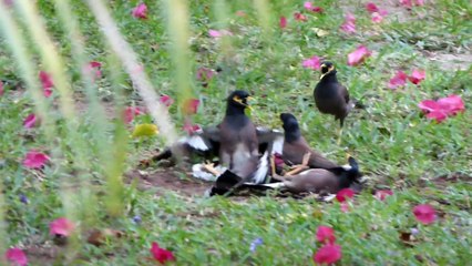 Fighting Mynahsif ever you thought Mynahs were nice birds