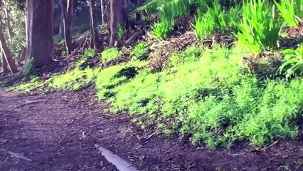 Walking with Oskar Shiba Inu。Pine Lake SF。A Morning Trail Walk