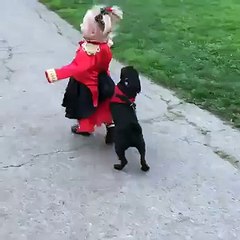 Pug Puppy Plays with Little Girl