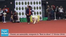 Troyes : le meilleur chien de l’exposition canine s'appelle Forest