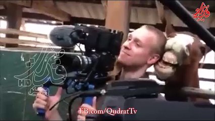 I just think this horse is showing with her cameraman