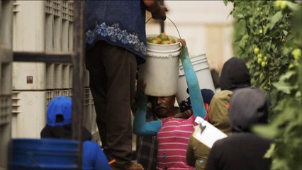 عالم الجزيرة- معاناة عمال الحقول بالمكسيك