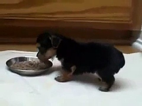 Щенок лёгкоатлет