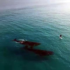 Paddle avec les baleines
