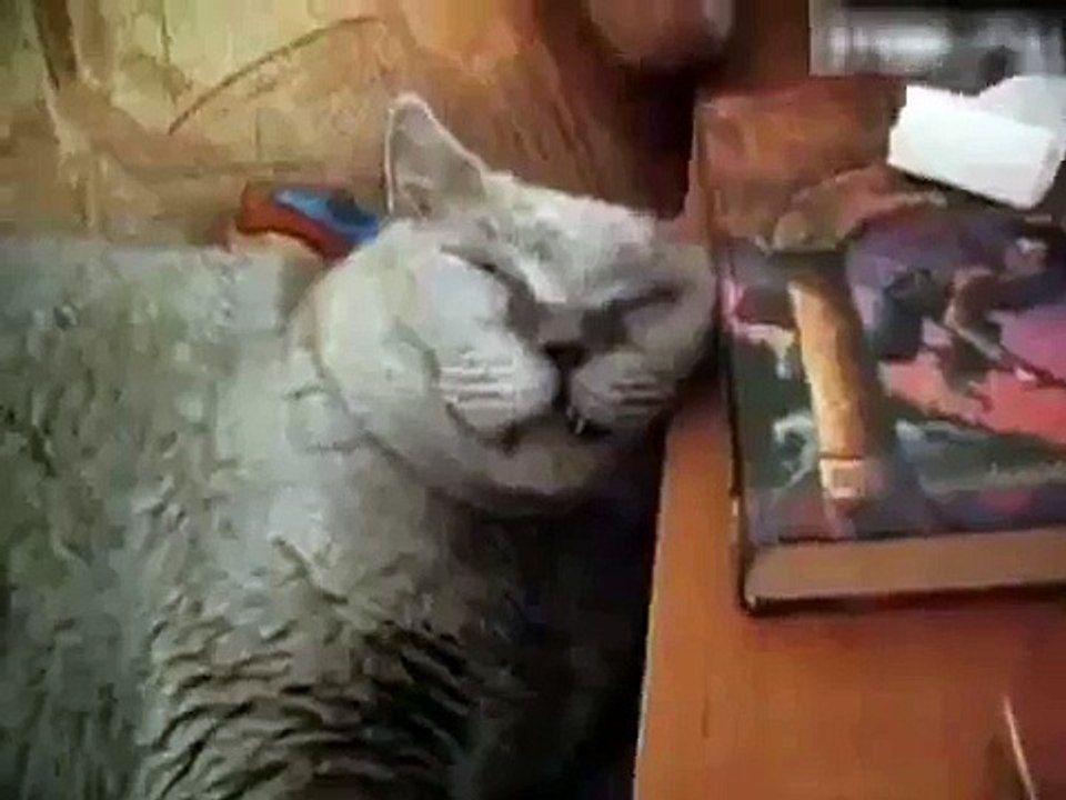 Кошка храпит, вообще нереально забавное видео с котэ, 800 000 просмотров