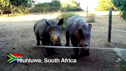 Baby Rhino Squeaks