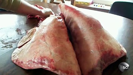 How Lungs Work _ Outrageous Acts of Science