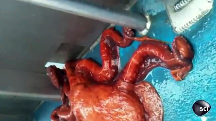 Octopus Houdini _ Outrageous Acts of Science