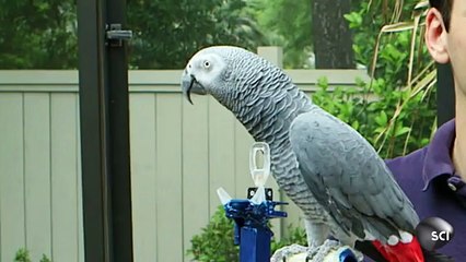Pepper the Parrot Drives His Own Vehicle _ Outrageous Acts of Science