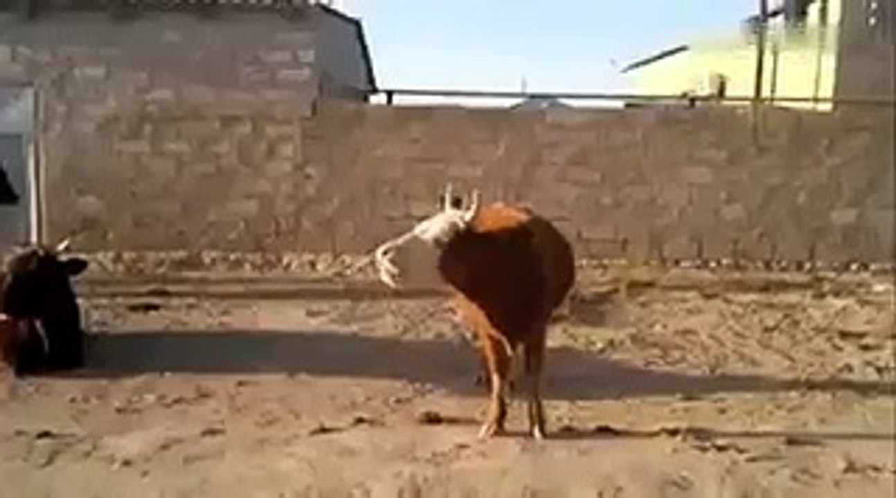 funny video 2016 c