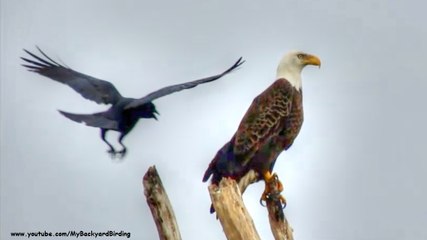Crow Versus Eagle
