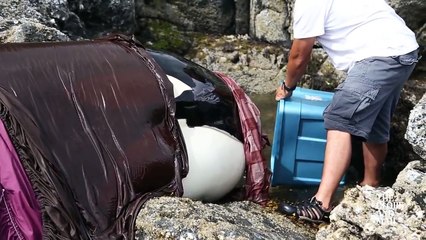 Une orque coincée, mais soudain quelqu’un est venu à son secours