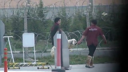 İki ayak üstünde yürütülen koyun dayanamayıp bayıldı