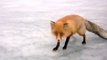 Sur un lac gelé des pêcheurs donne à manger à un renard affamé