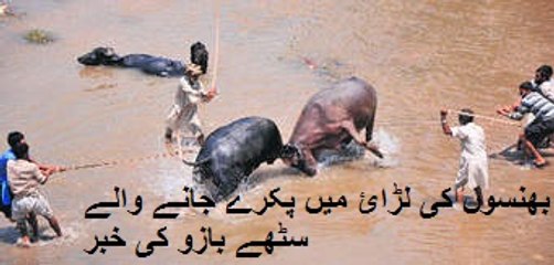 Police Arrest Buffalos Fight Gambler -Ary News Headlines 8 february 2016,