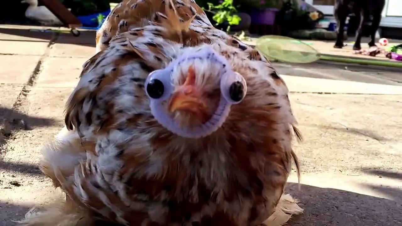 Blind chicken Mumble gets eyes!