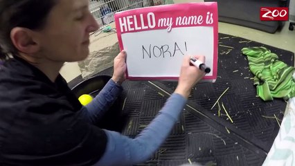 Polar Bear Cub Gets Her Name – Meet Nora!