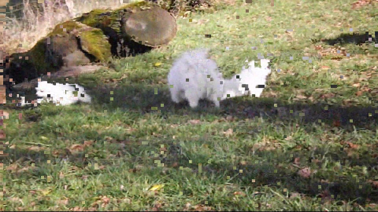 Isatys et ses chiots