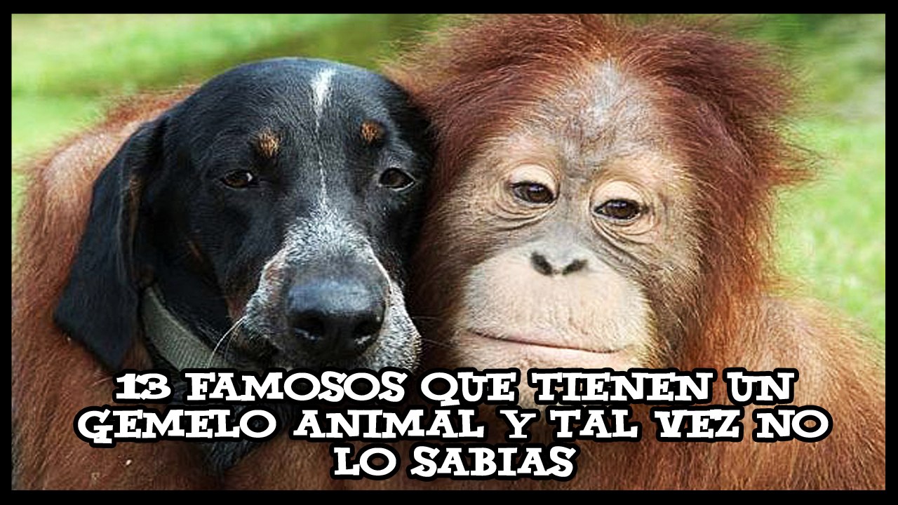 13 FAMOSOS QUE TIENEN UN GEMELO ANIMAL Y TAL VEZ NO LO SABIAS