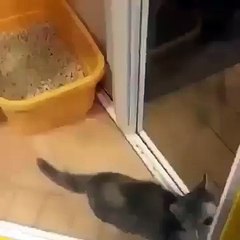 Funny Dancing cat video .MU