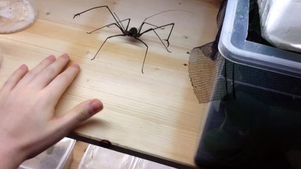 Guy plays with massive Whipspider and gets bitten!