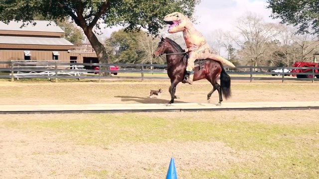 Crazy T-Rex rides a Horse playing with giant Football Ball