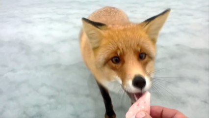 Descargar video: Un renard affamé vient demander à manger à des pécheur sur un lac gelé