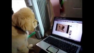 Funniest Dog videos   worlds Funniest videos   Dog videos For Kids