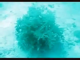 شجرة في قاع البحر تختفي عند لمسها سبحان الله وبحمده سبحان الله العظيم