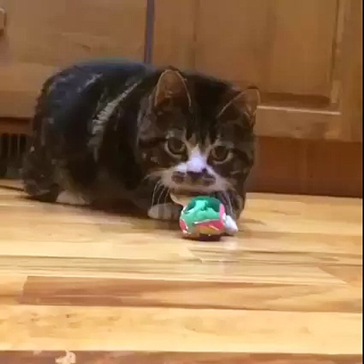 We bred these things from jungle predators...