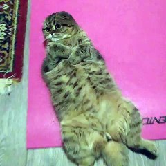 A cat asking to be petted...