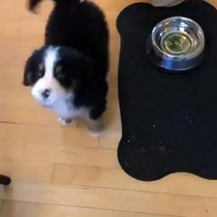 A puppy demands to be fed now!