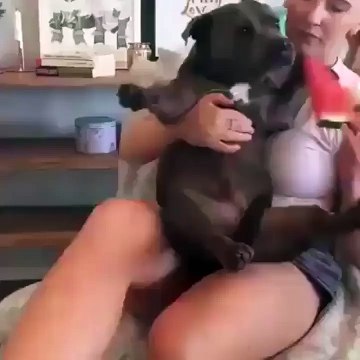 A puppy eating a watermelon...