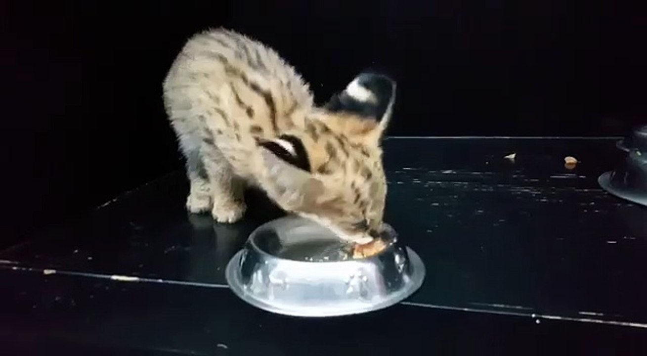 A serval kitten having breakfast...