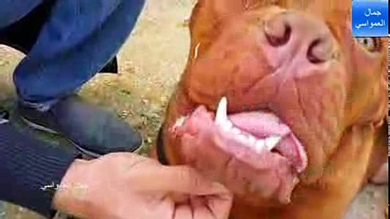 dog