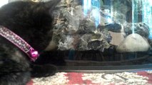 Fish playing Hide and Seek with sleepy kitten