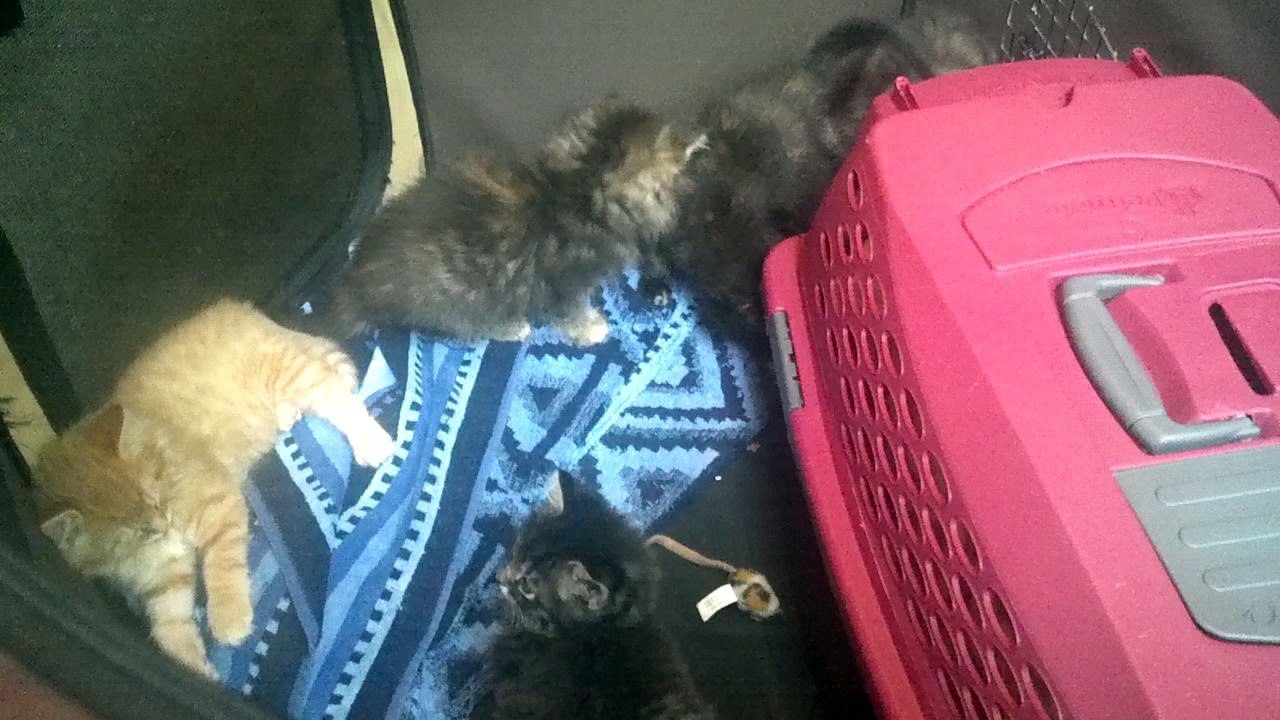 Mango and his sibling in their play pen