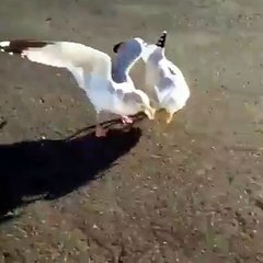 طائر نورس يقوم بالرقص عندما يتم الطلب منه... شاهد!
