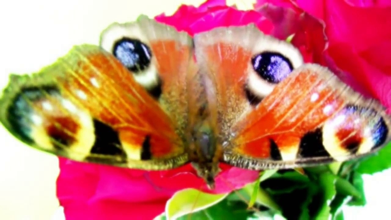 Beautiful Peacock Butterfly_ Relaxing _Romantic Piano Music_ Spanish Rose