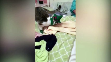 Here Comes Santa Claws! Woman Dresses up Her Cat for Christmas