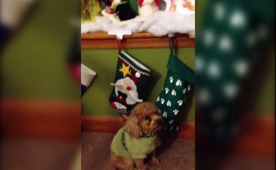 Megans Kitten Christmas Surprise