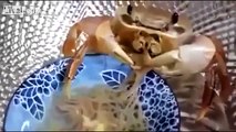 CANGREJO COMIENDO FIDEOS (360p)