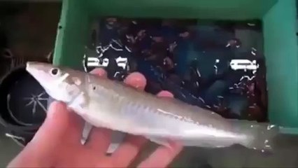 CANGREJOS COMEN COMO PIRAÑAS (360p)