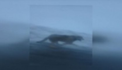 Kurtlar karayoluna indi!