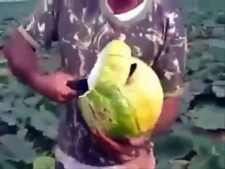 CERVEZA EN LAS CALABAZAS (360p)