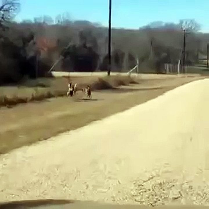 CIERVO EPIC FAIL (360p)