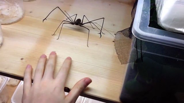 Jouer avec une Euphrynichus amanica