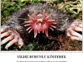 Hiç Görmediğiniz Dünyanın En İlginç 12 Hayvanı - DailyTube