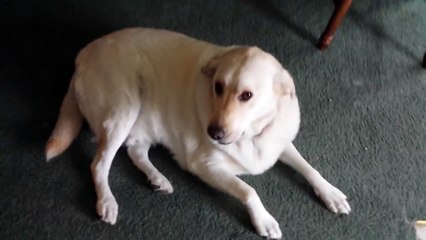 Ralph The Dog Absolutely Did Not Eat Your Tater Tots Digg